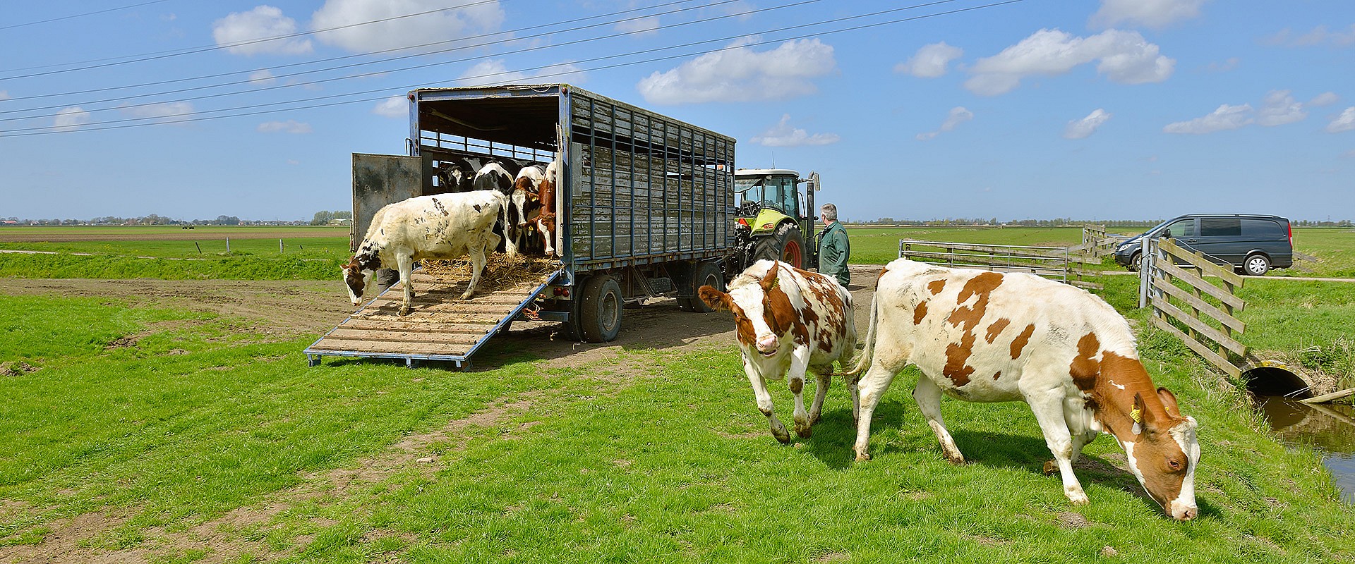 vieh-fleisch-transport 52137059