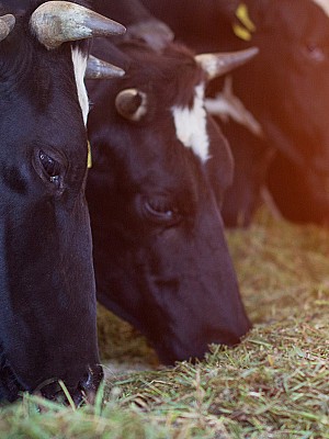 Symbolfoto Landwirtschaft 220815695