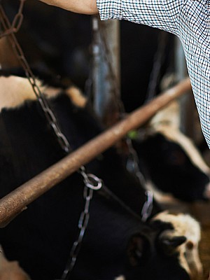 Symbolfoto Landwirtschaft 220815695