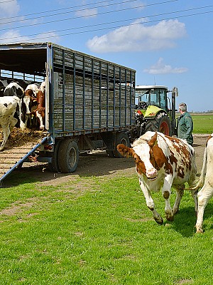 Symbolfoto Vieh-fleisch-transport 126133927