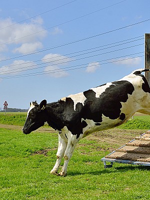Symbolfoto Vieh-fleisch-transport 126133927