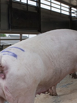 Symbolfoto Vieh-fleisch-transport 126133927