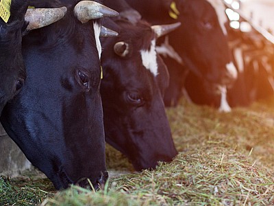 Symbolfoto Landwirtschaft 220815695