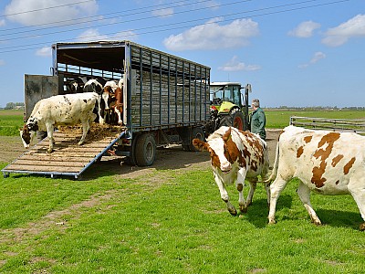 Symbolfoto Vieh-fleisch-transport 126133927