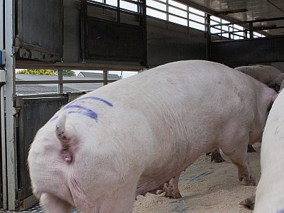 Symbolfoto Vieh-fleisch-transport 126133927